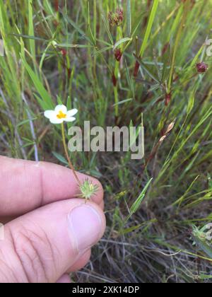 Variable Linanthus (Leptosiphon parviflorus) Plantae Stockfoto