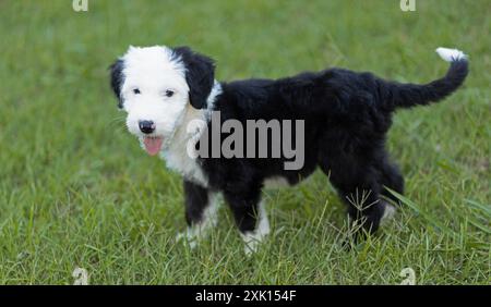 Sehr junger Schäferhund, der draußen auf grünem Gras auf dem Rasen steht. Stockfoto