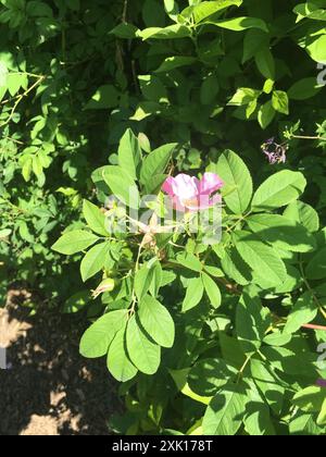 Virginische Rose (Rosa virginiana) Plantae Stockfoto