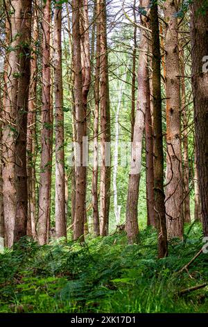 Dundee Templeton Woods in Schottland bietet wunderschöne, gewundene Naturpfade durch üppiges Gelände, lebhaftes Grün und eine herrliche Landschaft während der s Stockfoto