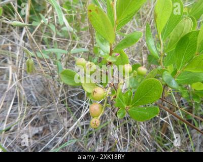 Zwerghuckleberry (Gaylussacia dumosa) Plantae Stockfoto