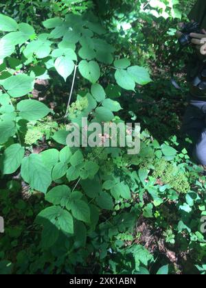 Amerikanische Spikenard (Aralia racemosa) Plantae Stockfoto