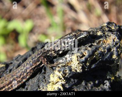 Filfola Lizard (Podarcis filfolensis) Reptilia Stockfoto