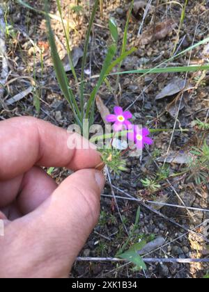 Variable Linanthus (Leptosiphon parviflorus) Plantae Stockfoto