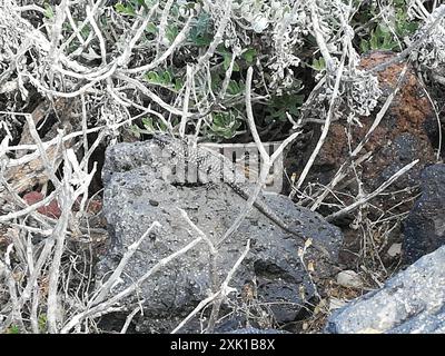 Filfola Lizard (Podarcis filfolensis) Reptilia Stockfoto