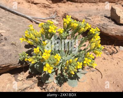 Blasenschoten (Physaria) Plantae Stockfoto