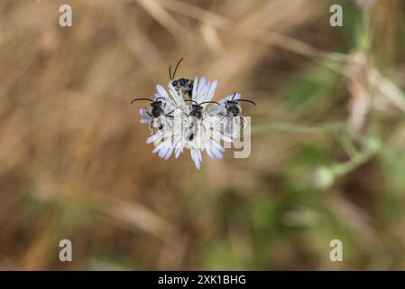 Langhörner (Eucera sp.) Auf einem Blumenkopf in Dalyan, SW Türkei Stockfoto