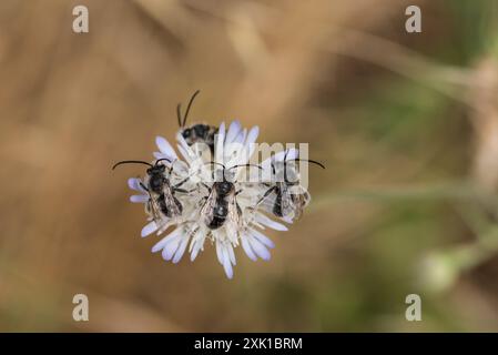 Langhörner (Eucera sp.) Auf einem Blumenkopf in Dalyan, SW Türkei Stockfoto