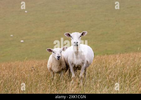 Ein Schaf und ein Lamm auf einem Feld in den South Downs, auf die Kamera schauen Stockfoto
