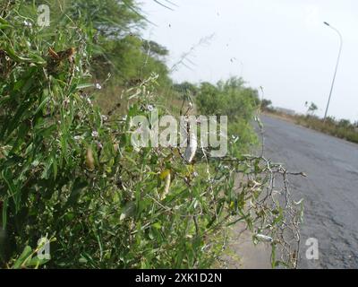 Common Garden Orbweb Spider (Argiope australis) Arachnida Stockfoto