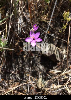 Variable Linanthus (Leptosiphon parviflorus) Plantae Stockfoto