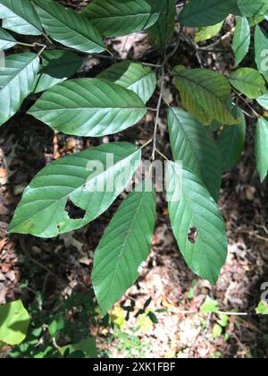 Carolina Sanddorn (Frangula caroliniana) Plantae Stockfoto