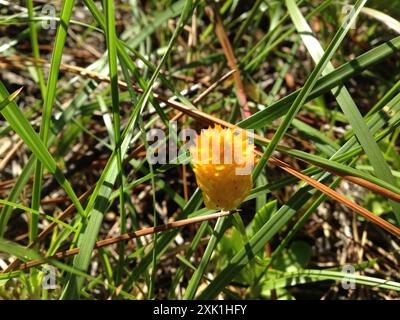 Orangenmilchkraut (Polygala lutea) Plantae Stockfoto
