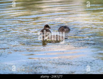 Drei unreife Barrow's Goldeneye (Bucephala islandica) ernähren sich in einem Wyoming Pond; unter der Oberfläche sind grüne Algen sichtbar. Die Enten sind meistens Stockfoto