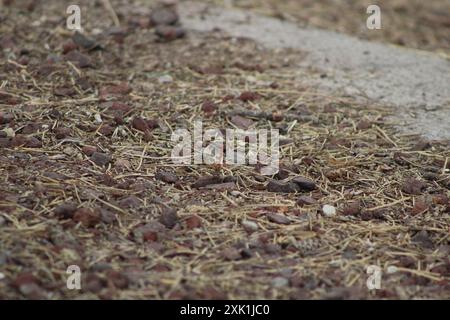 Gestreifter Meadowhawk (Sympetrum pallipes) Insecta Stockfoto