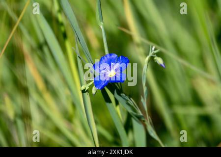 Lewis Flachs (Linum lewisii) eine Blaue Wildblume blüht inmitten von großen Gräsern in Wyoming. Es gibt einen sanften grünen Hintergrund mit Grashalmen. Stockfoto