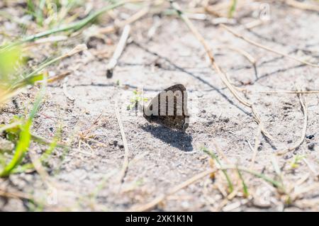 Ein kleiner Holznymphe-Schmetterling (Cercyonis oetus) ruht auf dem Boden in Wyoming. Die Flügel des Schmetterlings sind geschlossen, und sein Körper ist zur Kamera gerichtet. T Stockfoto