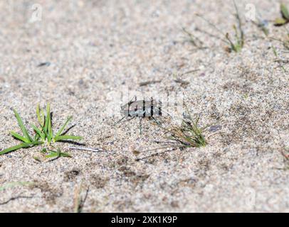 Ein westlicher Tigerkäfer, Cicindela oregona wyoming, wandert über eine sandige Oberfläche in Wyoming; sein schwarz-weiß gestreifter Körper und sein blau-grüner Glanz c Stockfoto