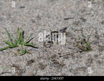 Ein westlicher Tigerkäfer, Cicindela oregona wyoming, spaziert an einem sonnigen Sommertag auf einem Sandstreifen mit Grasflecken in Wyoming. Stockfoto