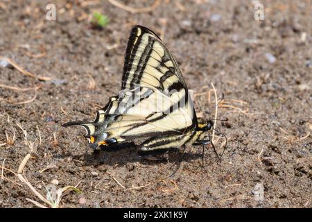 Ein westlicher Tiger-Schwalbenschwanz-Schmetterling, Papilio rutulus, ruht auf dem Boden in Wyoming. Die Flügel des Schmetterlings sind geschlossen, und seine Antennen sind exte Stockfoto