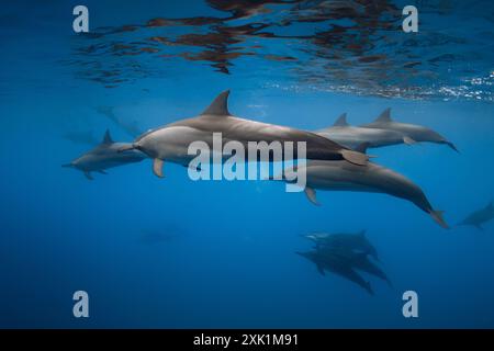 Delfine schwimmen unter Wasser im blauen Meer. Delfinfamilie im Indischen Ozean Stockfoto