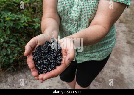 Frische, saftige Brombeeren werden in Frauenhänden geschätzt. Fruchtdiät. Gesunde Ernährung Stockfoto