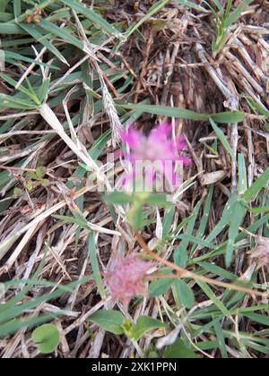 Umkehrklee (Trifolium resupinatum) Plantae Stockfoto