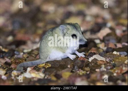 Dunnart (Sminthopsis macroura) Mammalia mit Streifengesicht Stockfoto