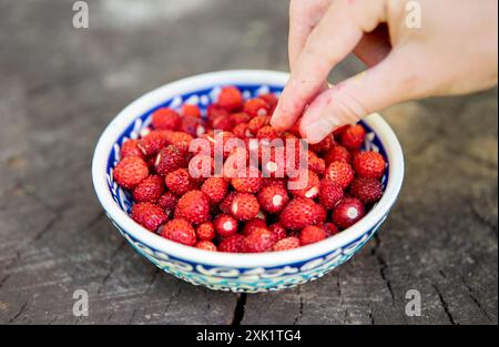 Nahaufnahme des Kindes, das Fragaria vesca von Hand pflückt, gemeinhin als wilde Erdbeere aus der blauen Schüssel bezeichnet, Walderdbeere. Stockfoto