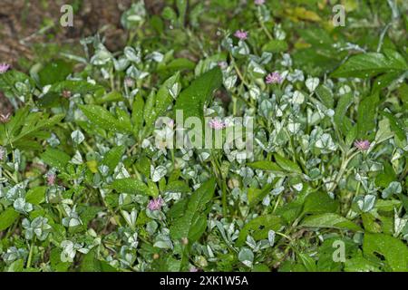 Umkehrklee (Trifolium resupinatum) Plantae Stockfoto