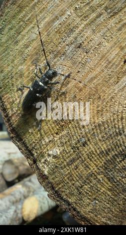 Zimmermann Sawyer Käfer (Monochamus sartor) Insecta Stockfoto