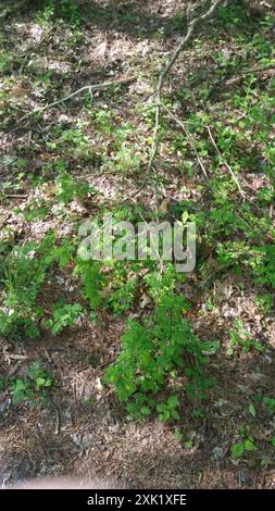 Sibirischer Erbsenstrauch (Caragana arborescens) Plantae Stockfoto