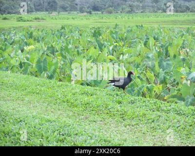 Hawaiianische Gallinule (Gallinula galeata sandvicensis) Aves Stockfoto