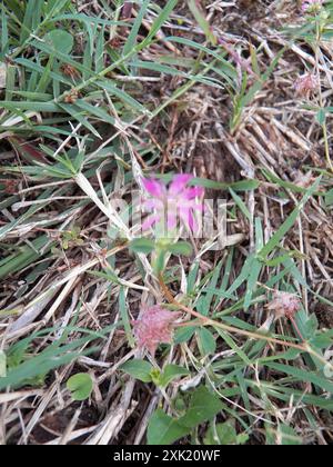 Umkehrklee (Trifolium resupinatum) Plantae Stockfoto