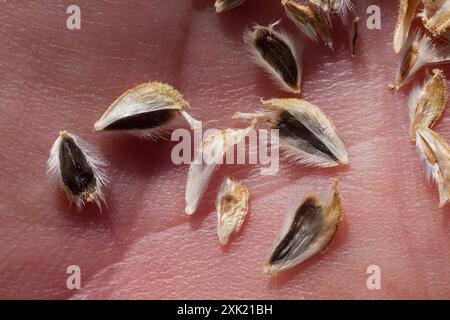 Virgin River Brittlebush (Encelia virginensis) Plantae Stockfoto