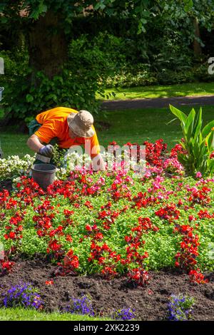 Die Gärtner des Rates jäten und pflegen die formellen Blumenbeete und Gärten des Beacon Parks in Staffordshire City of Lichfield Stockfoto