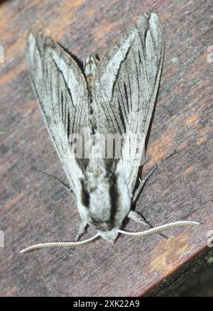 Vashti Sphinx (Sphinx vashti) Insecta Stockfoto