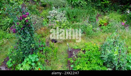 Blick von oben violette Clematis Kletterpflanze Erbsen Kartoffeln wachsen in kleinen Blumen- und Gemüsegarten in Wales Großbritannien Großbritannien KATHY DEWITT Stockfoto