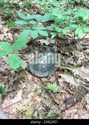 Holzschildkröte (Glyptemys insculpta) Reptilia Stockfoto