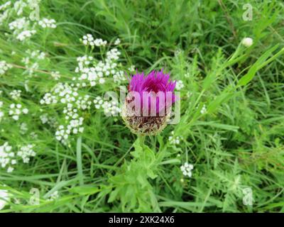 Amerikanische Körbchenblume (Plectocephalus americanus) Plantae Stockfoto