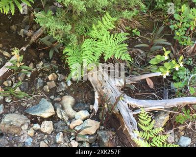 Stream Orchidee (Epipactis gigantea) Plantae Stockfoto