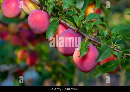 Reife Pflaumen hängen an einem Zweig mit grünen Blättern, bereit für die Ernte im Garten. Stockfoto
