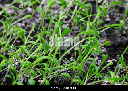 Nahaufnahme von Blumensämlingen, die in fruchtbarem Boden eines Gartens wachsen. Stockfoto