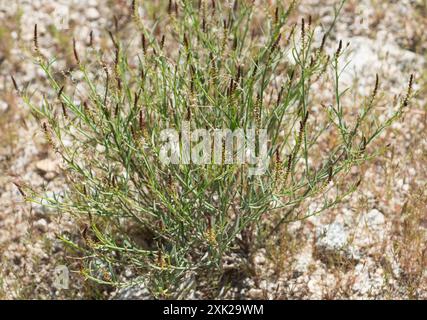 Schmalblättrige Stillingia (Stillingia linearifolia) Plantae Stockfoto
