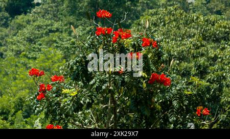 Tropische rote Blüten auf einem Baum im Regenwald. kerala, Stockfoto