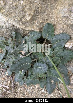 Buckweizen (Eriogonum latifolium) Plantae am Meer Stockfoto