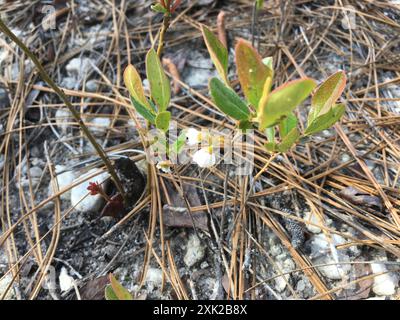 Zwerghuckleberry (Gaylussacia dumosa) Plantae Stockfoto