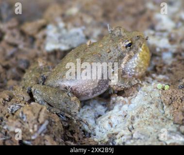 Blanchard's Cricket Frog (Acris blanchardi) Amphibia Stockfoto