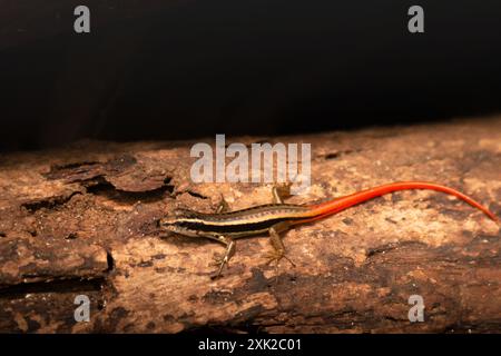 Nahaufnahme eines "The Common Doted Garden Skink" auf einem Baumstamm im Regenwald Stockfoto