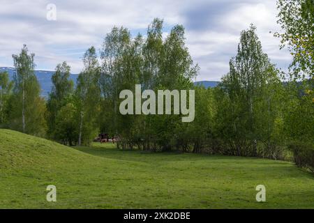 Grüne Wiese mit frischem Gras, Birken. In der Ferne grasen Kühe auf einer grünen Sommerwiese Stockfoto